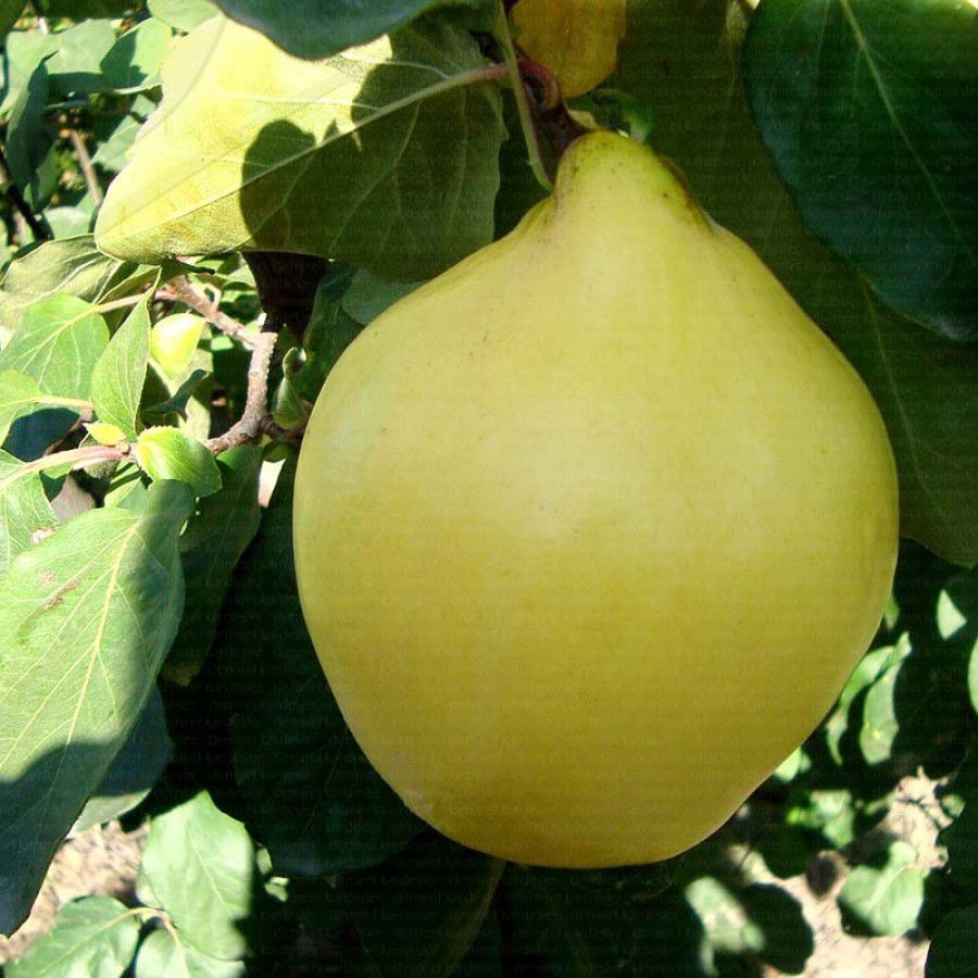 3 Yaş Aşılı Ekmek Ayva Fidanı