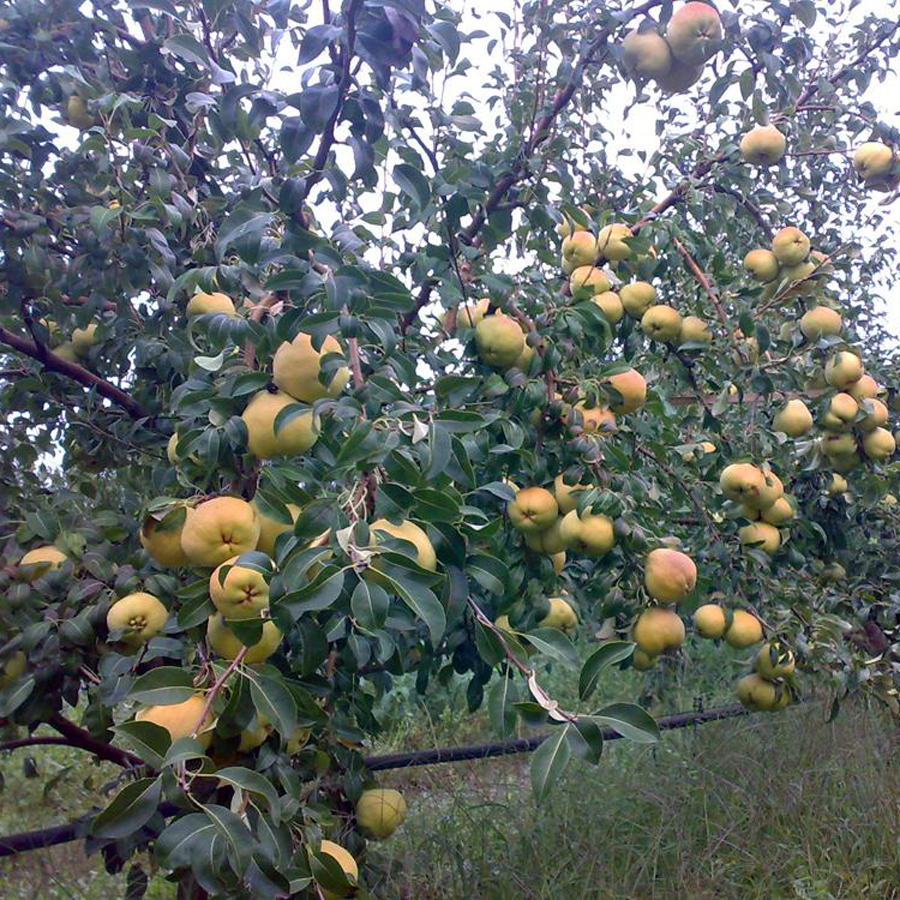 3 Yaş Aşılı Ekmek Ayva Fidanı