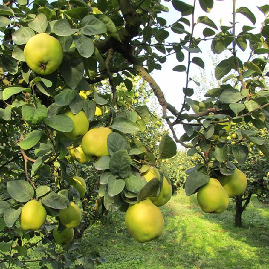 3 Yaş Aşılı Ekmek Ayva Fidanı