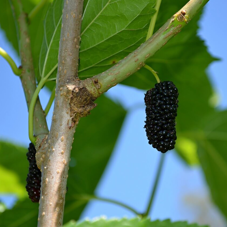 Dut (Yediveren, Karadut) Tüplü