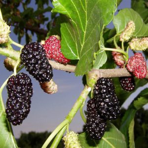 Dut (Yediveren, Karadut) Tüplü