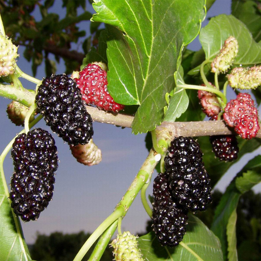 Dut (Yediveren, Karadut) Tüplü