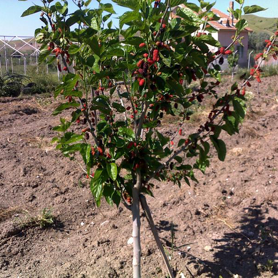 Dut (Yediveren, Karadut) Tüplü