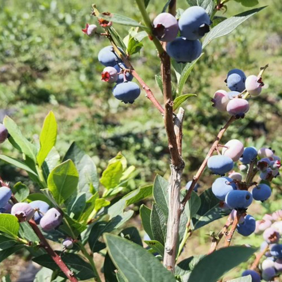 Yaban Mersini "LİGABA" (MAVİ ALTIN)