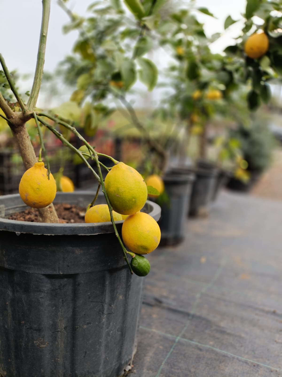 Limon Fidanı Saksıda (5 Yaşında)