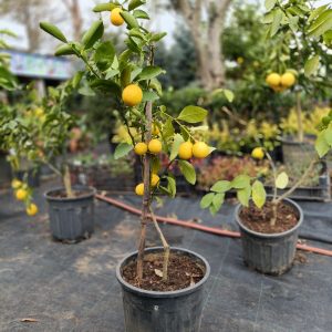 Limon Fidanı Saksıda (5 Yaşında)