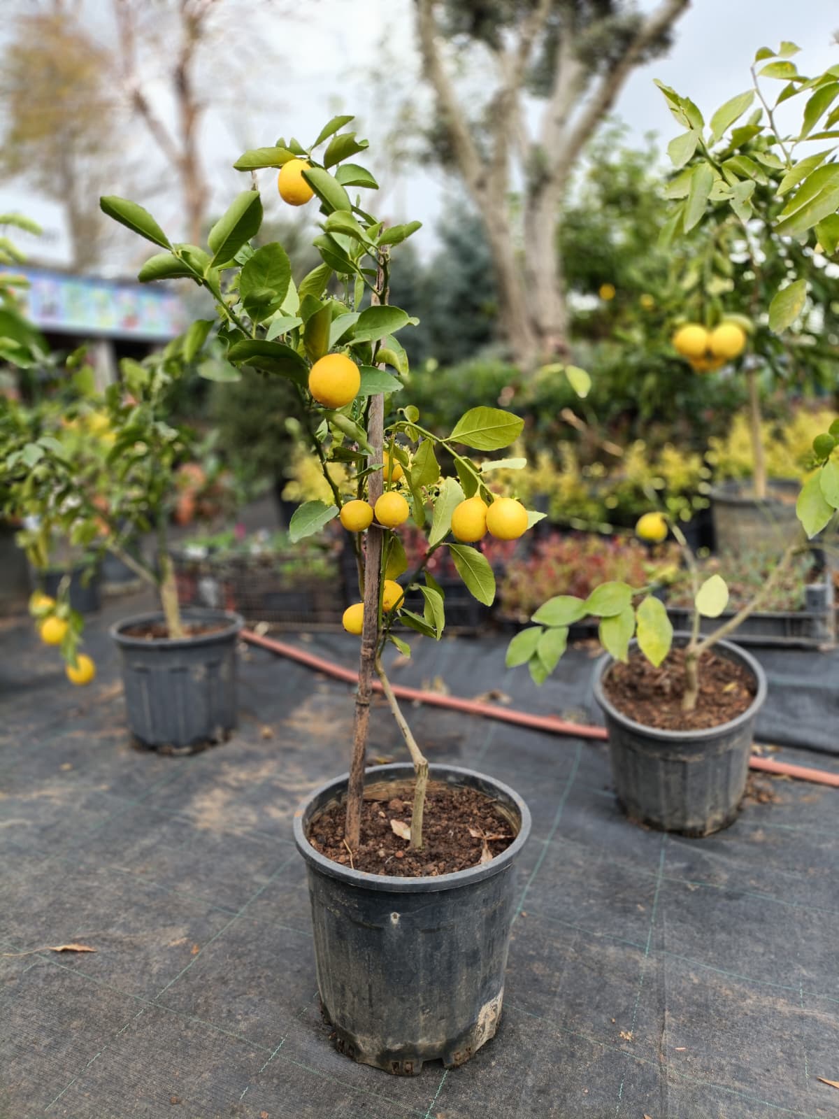 Limon Fidanı Saksıda (5 Yaşında)
