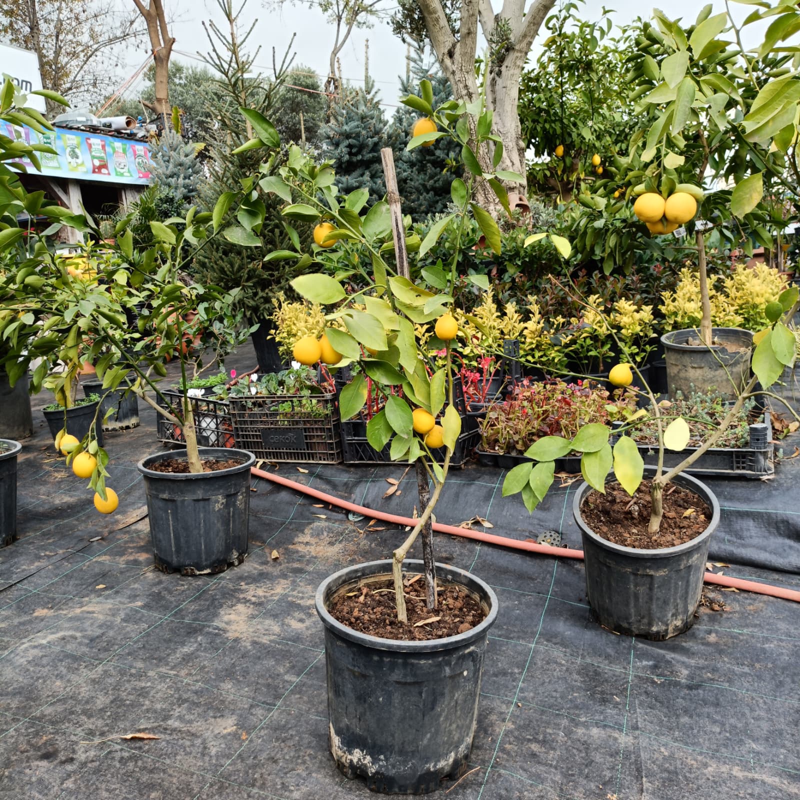 Limon Fidanı Saksıda (5 Yaşında)