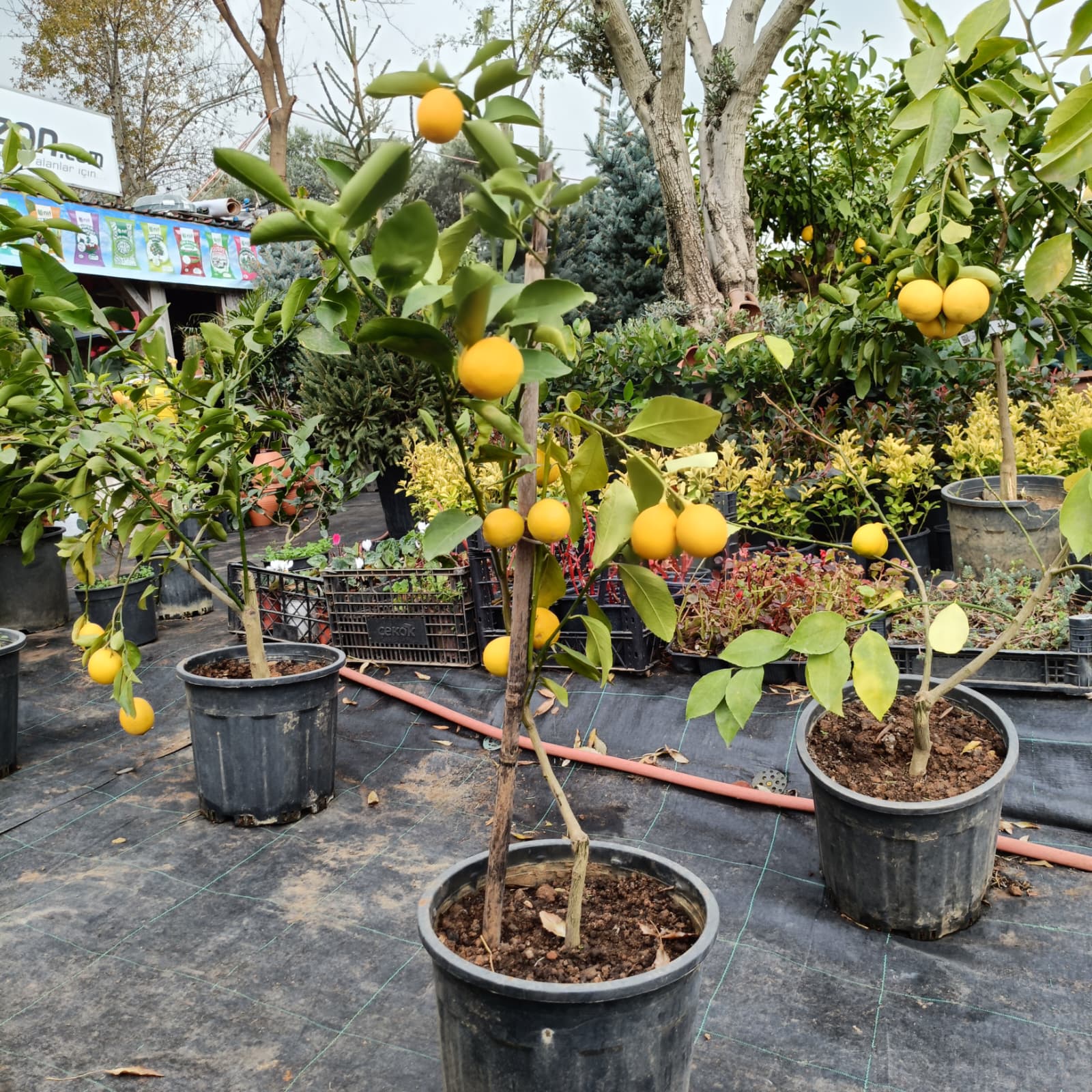 Limon Fidanı Saksıda (5 Yaşında)