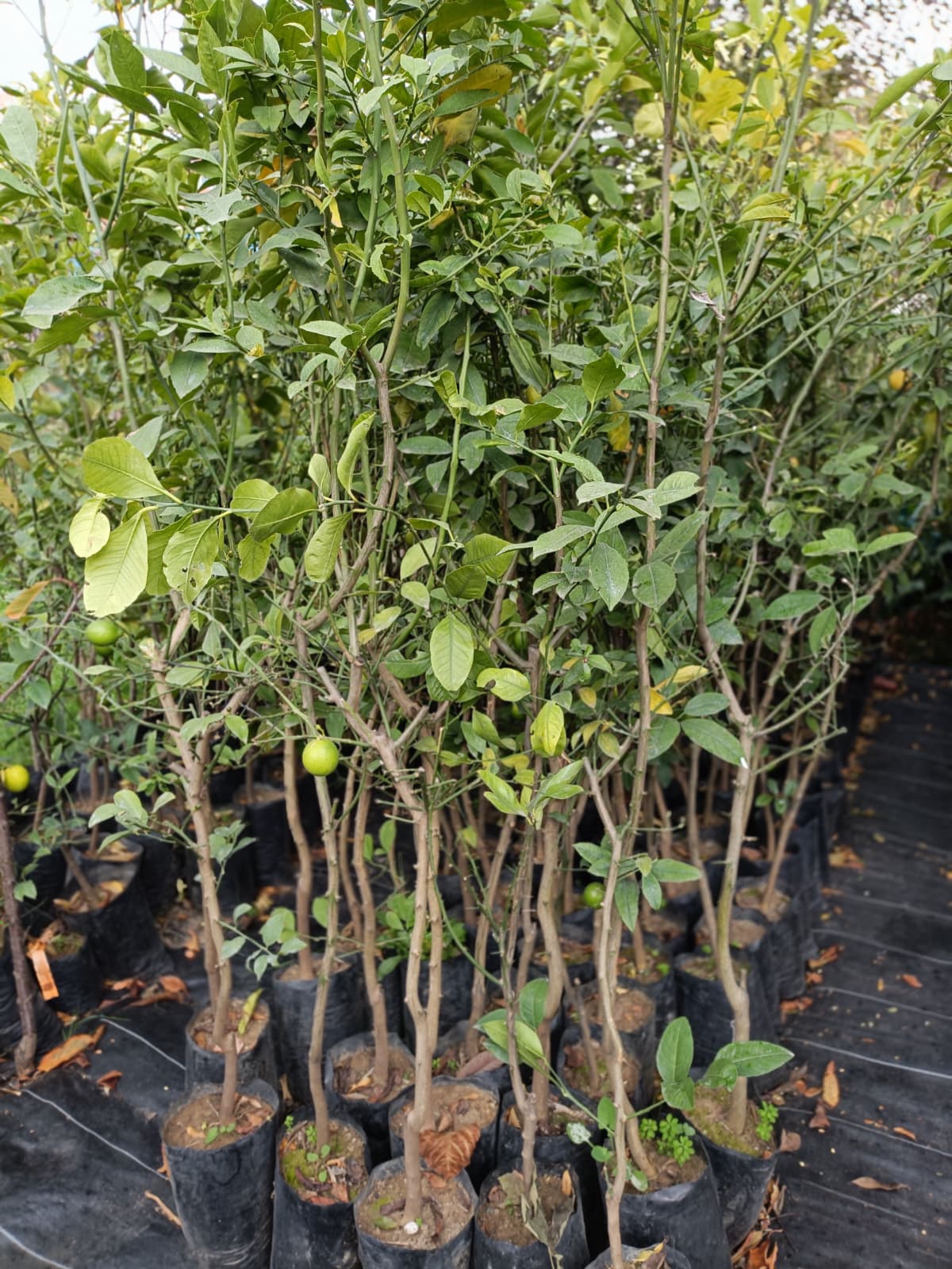 Yediveren Limon Tüplü