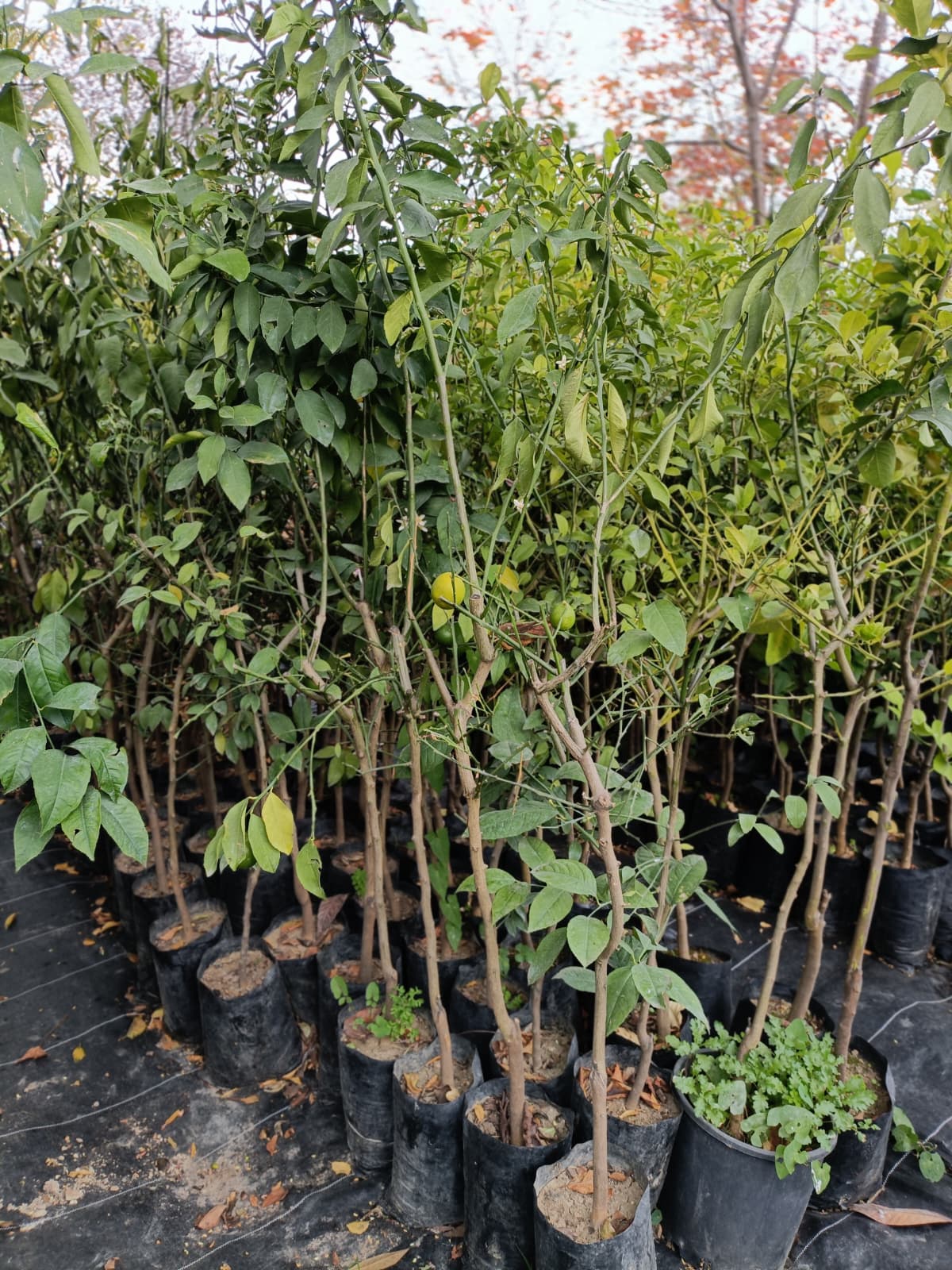 Yediveren Limon Tüplü