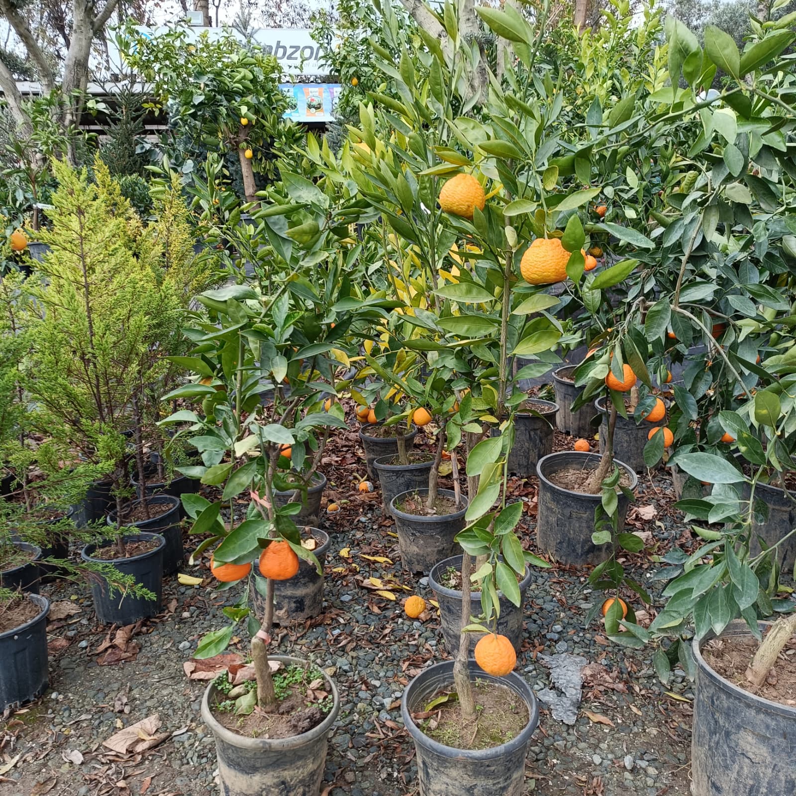 Satsuma (Rize) Mandalina Saksıda