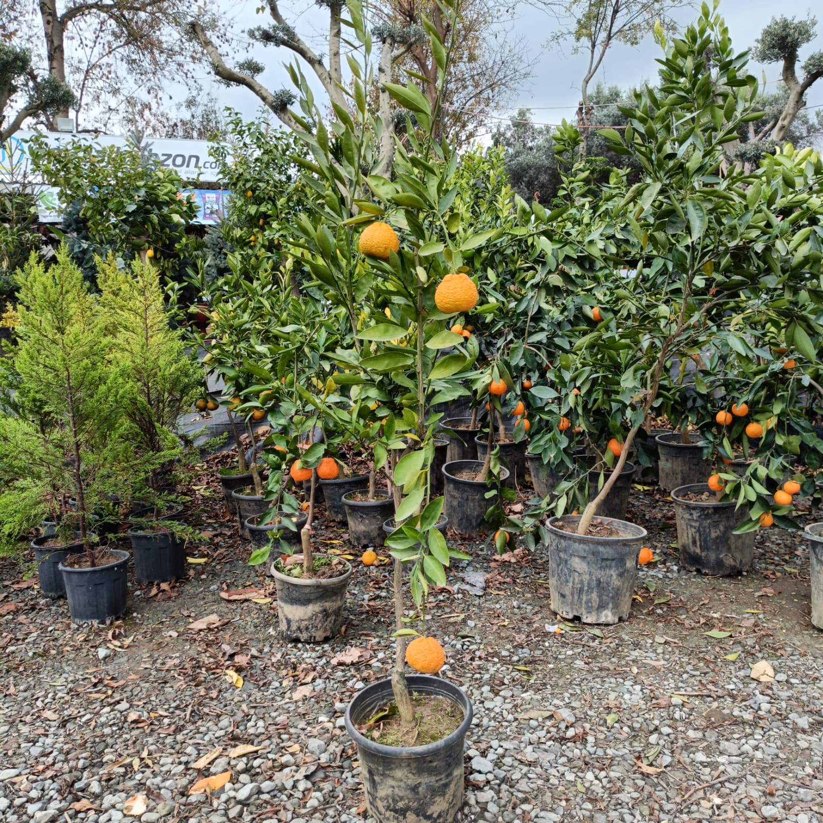 Satsuma (Rize) Mandalina Saksıda