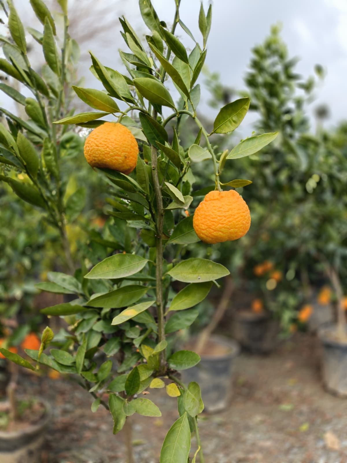 Satsuma (Rize) Mandalina Saksıda