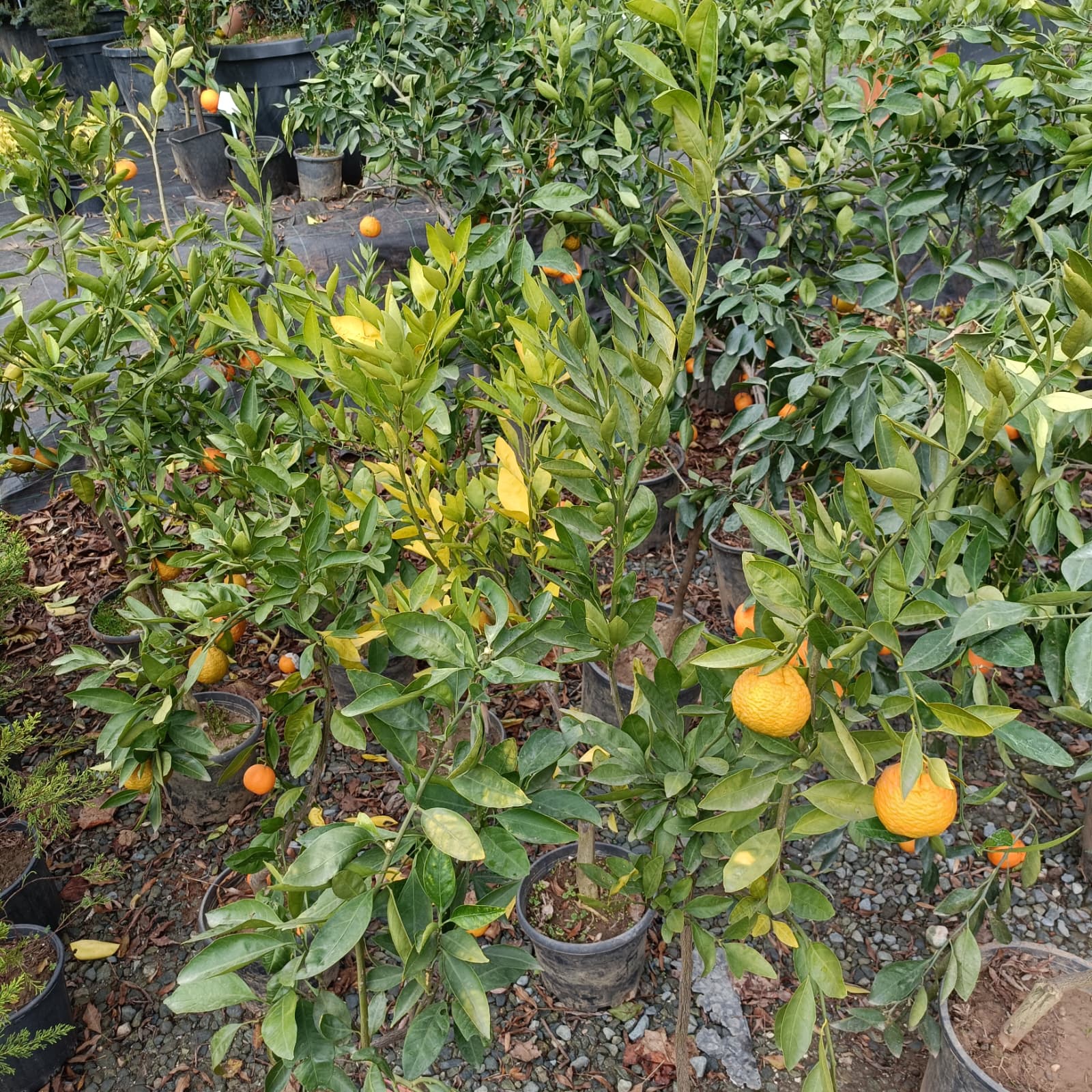 Satsuma (Rize) Mandalina Saksıda