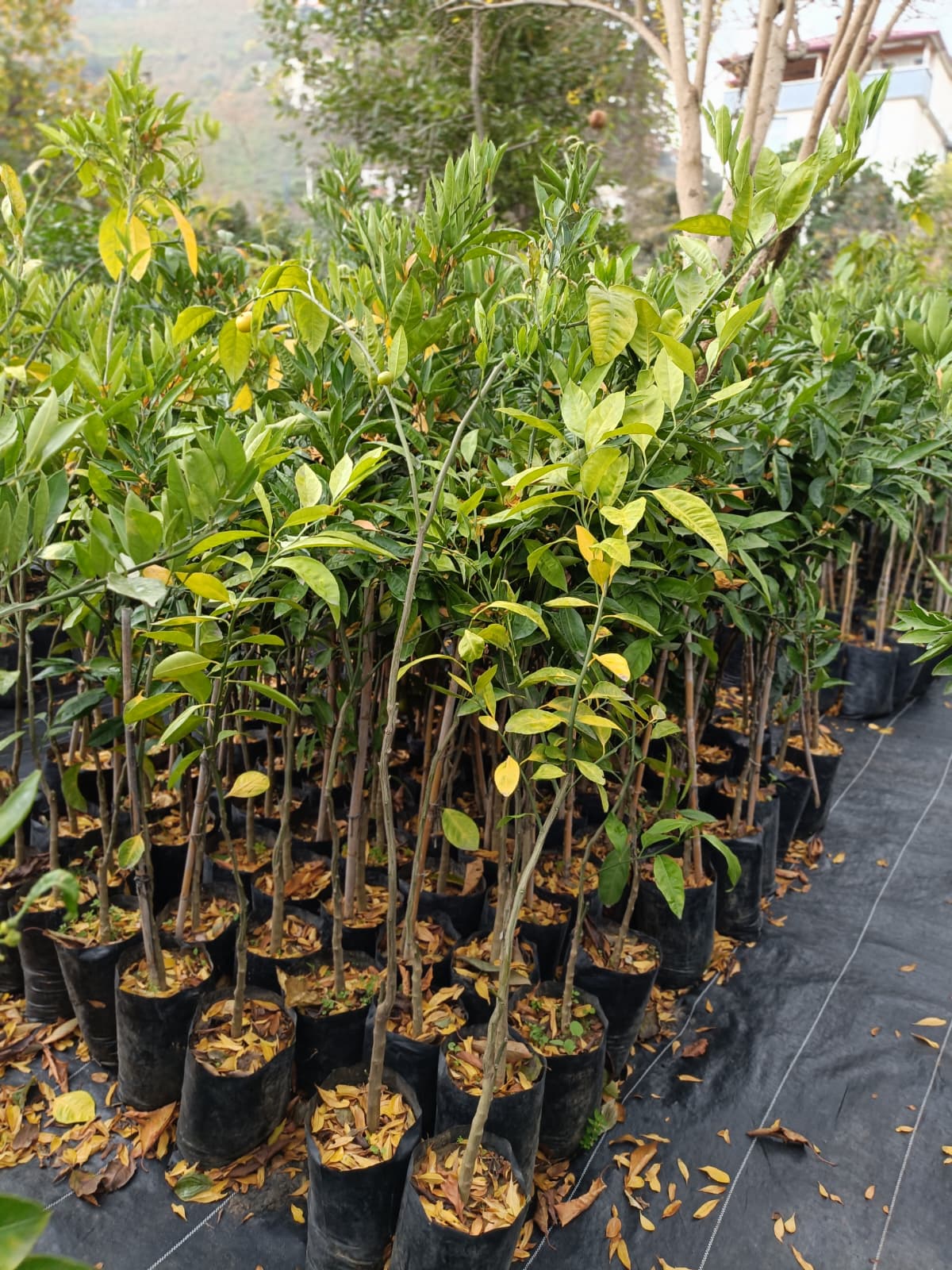 Satsuma (Rize) Mandalina Tüplü