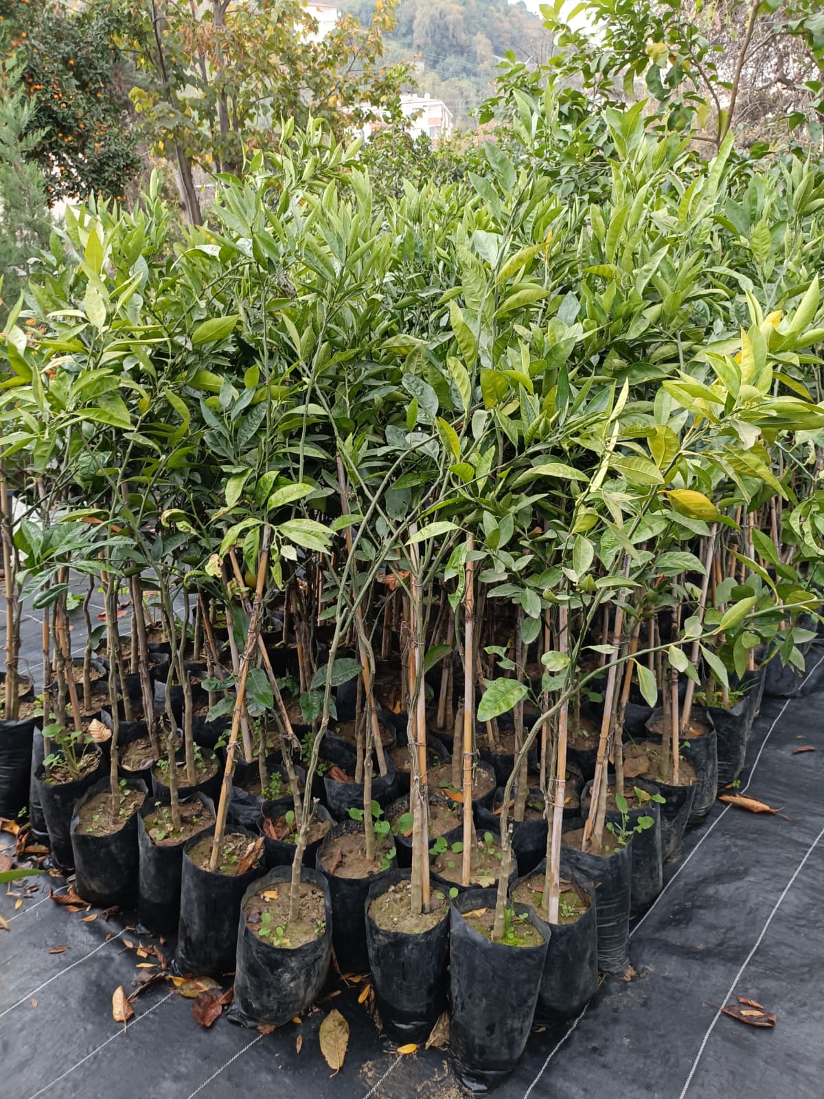 Satsuma (Rize) Mandalina Tüplü