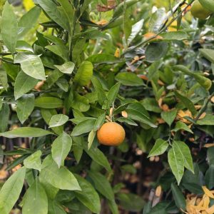 Satsuma (Rize) Mandalina Tüplü