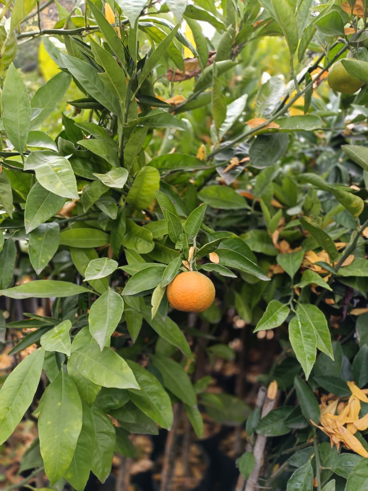 Satsuma (Rize) Mandalina Tüplü
