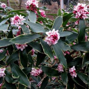 Kafkas Gülü (2 Yaşında) Doğal Keskin Parfüm Kokulu