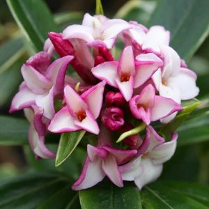 Kafkas Gülü (3 Yaşında)