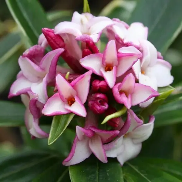 Kafkas Gülü (3 Yaşında)