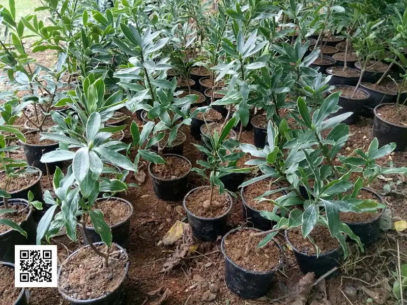 Kafkas Gülü (2 Yaşında) Doğal Keskin Parfüm Kokulu