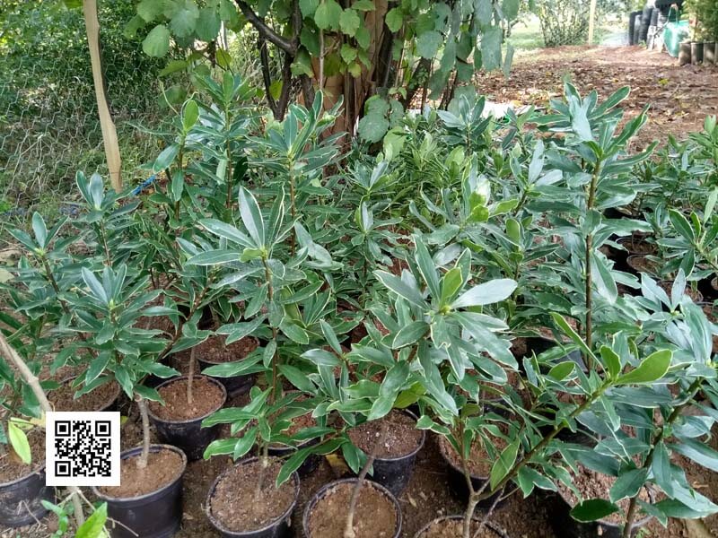 Kafkas Gülü (2 Yaşında) Doğal Keskin Parfüm Kokulu