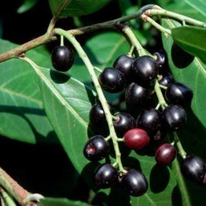 Kareyemiş (Karadeniz Taflanı) 2 Metre