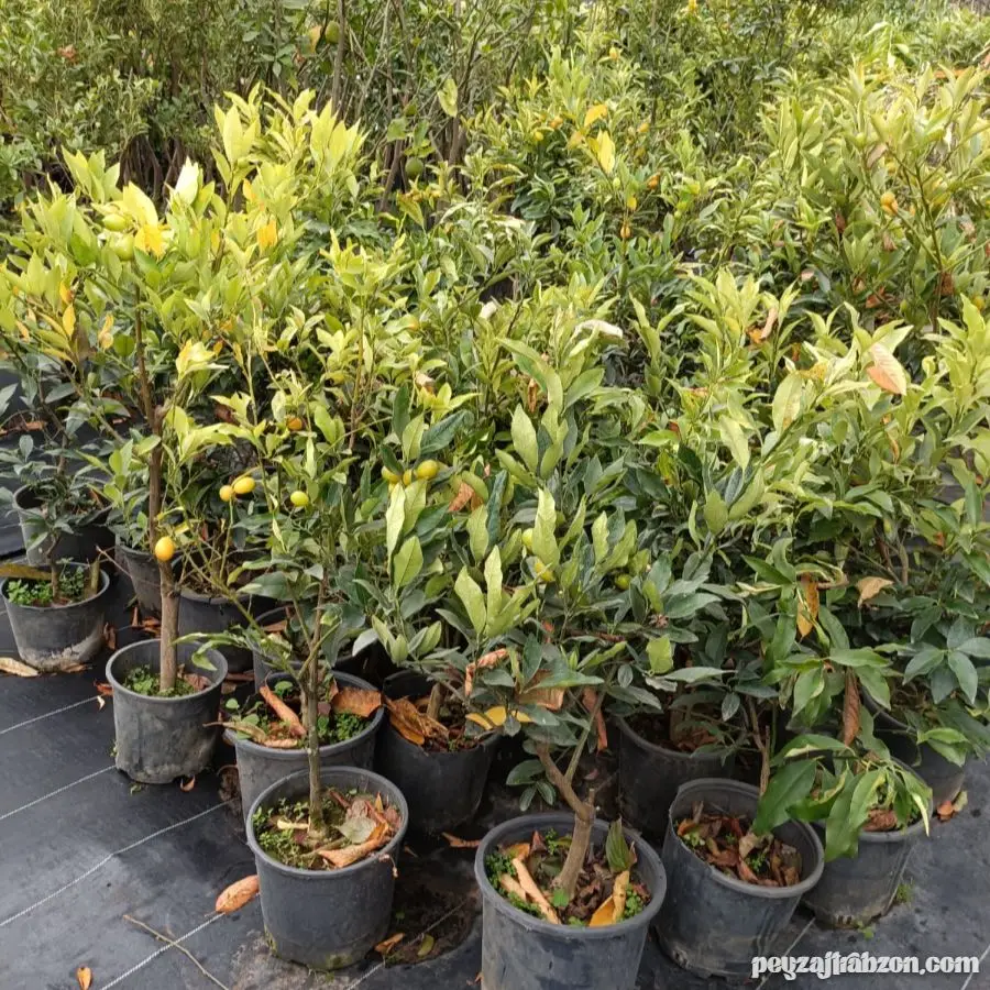 Kumkuat (Kamkat) Fidanı Saksıda - 5 Yaşında