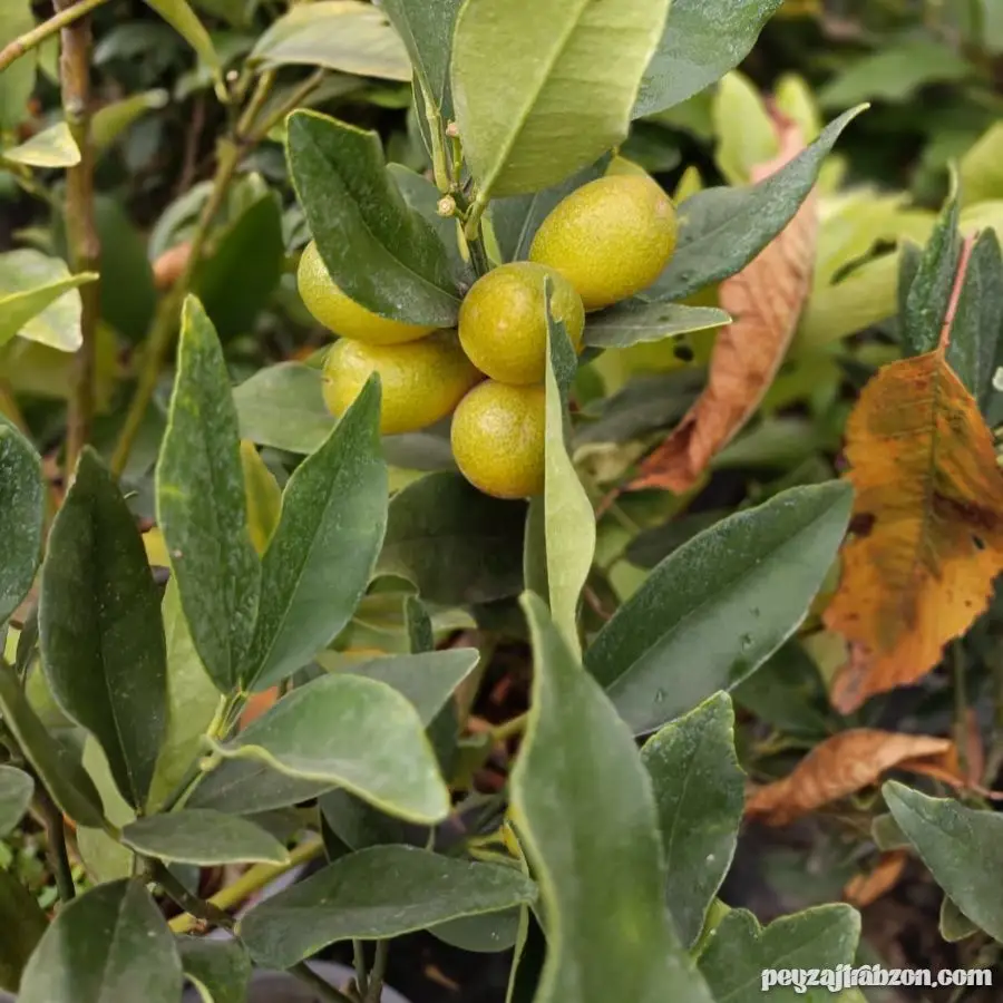 Kumkuat (Kamkat) Tüp Poşette
