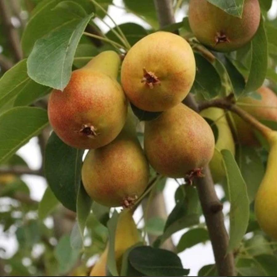 Haziran Güzeli (Erkenci) Armut