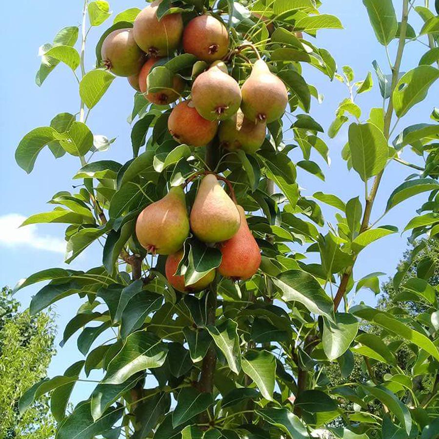 Haziran Güzeli (Erkenci) Armut