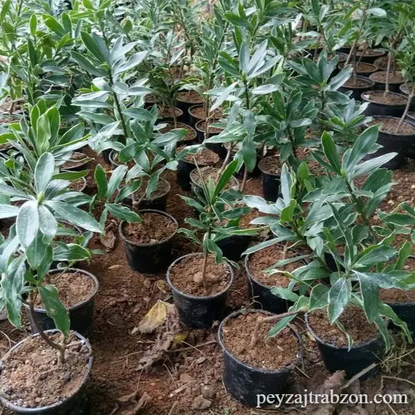 Kafkas Gülü (3 Yaşında)