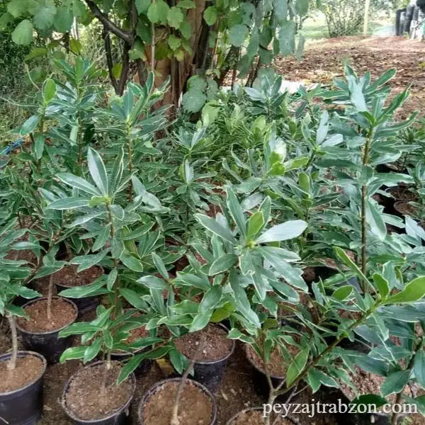 Kafkas Gülü (3 Yaşında)