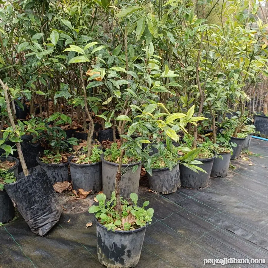 Kumkuat (Kamkat) Tüp Poşette