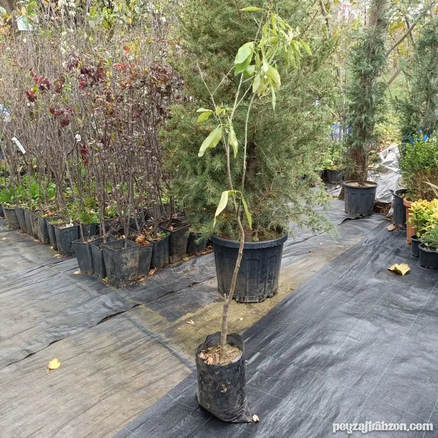 Kumkuat (Kamkat) Tüp Poşette