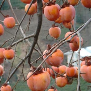 Trabzon Hurması – Cennet Meyvesi (Çikolatalı)