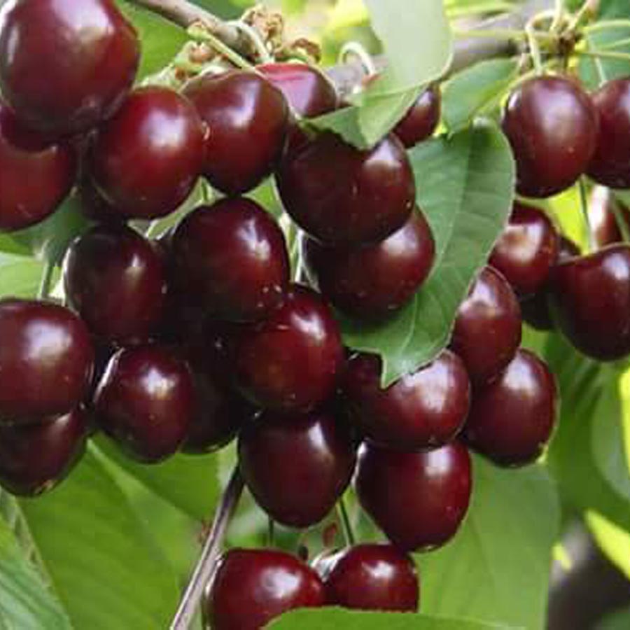 0900 Ziraat Napolyon Kiraz Fidanı