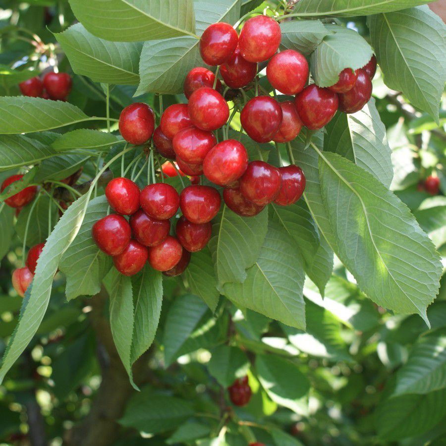 0900 Ziraat Napolyon Kiraz Fidanı