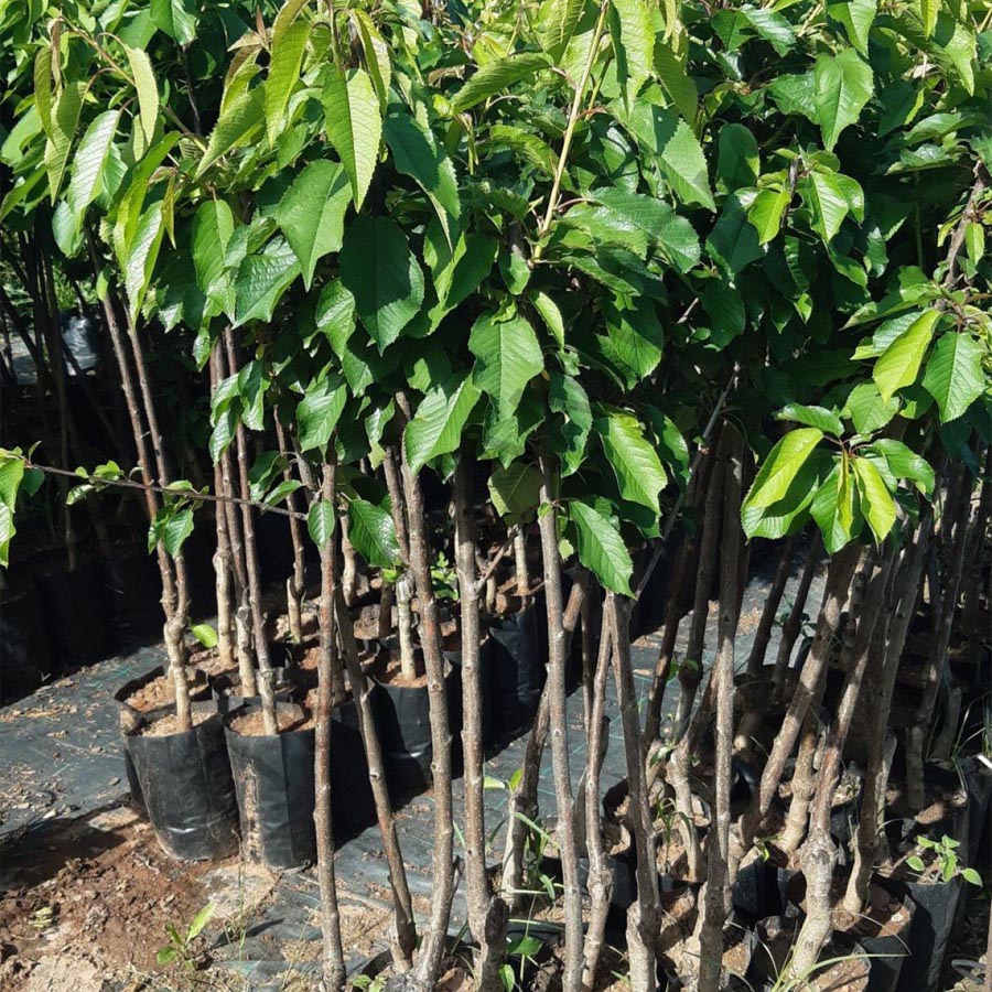 0900 Ziraat Napolyon Kiraz Fidanı